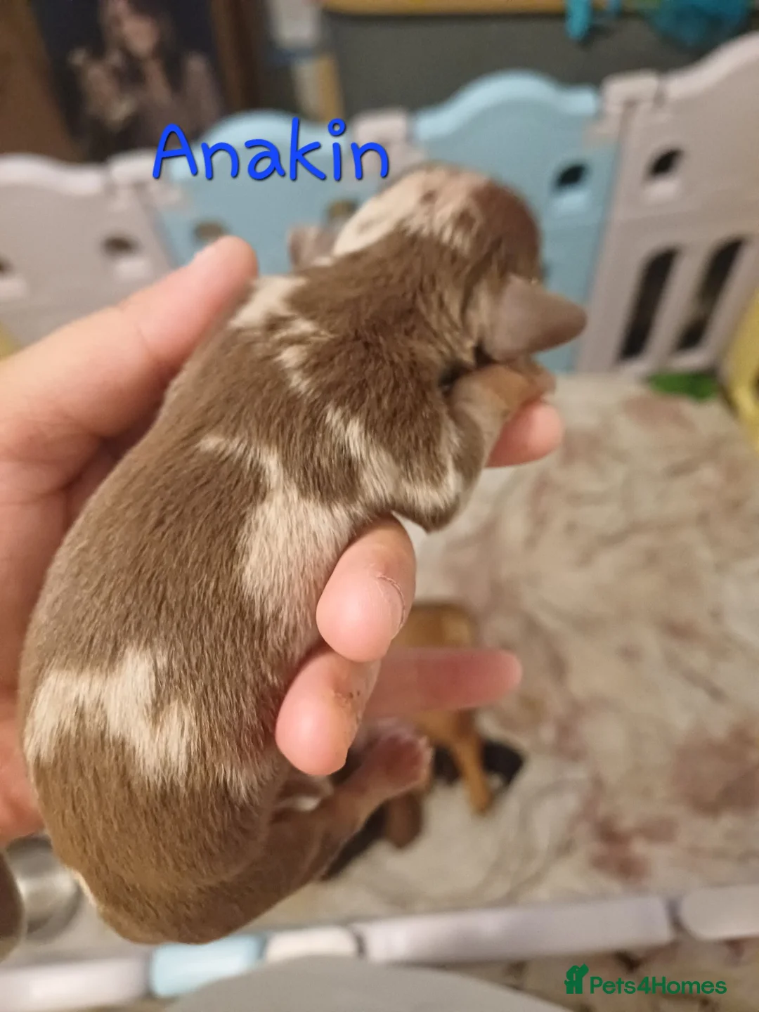Mixed Breed dogs for sale: Bulldach puppies - Advert 7