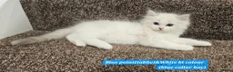 Ragdoll cats for sale: Stunning Ragdoll Kittens – Boys Only (TICA) - Advert 8