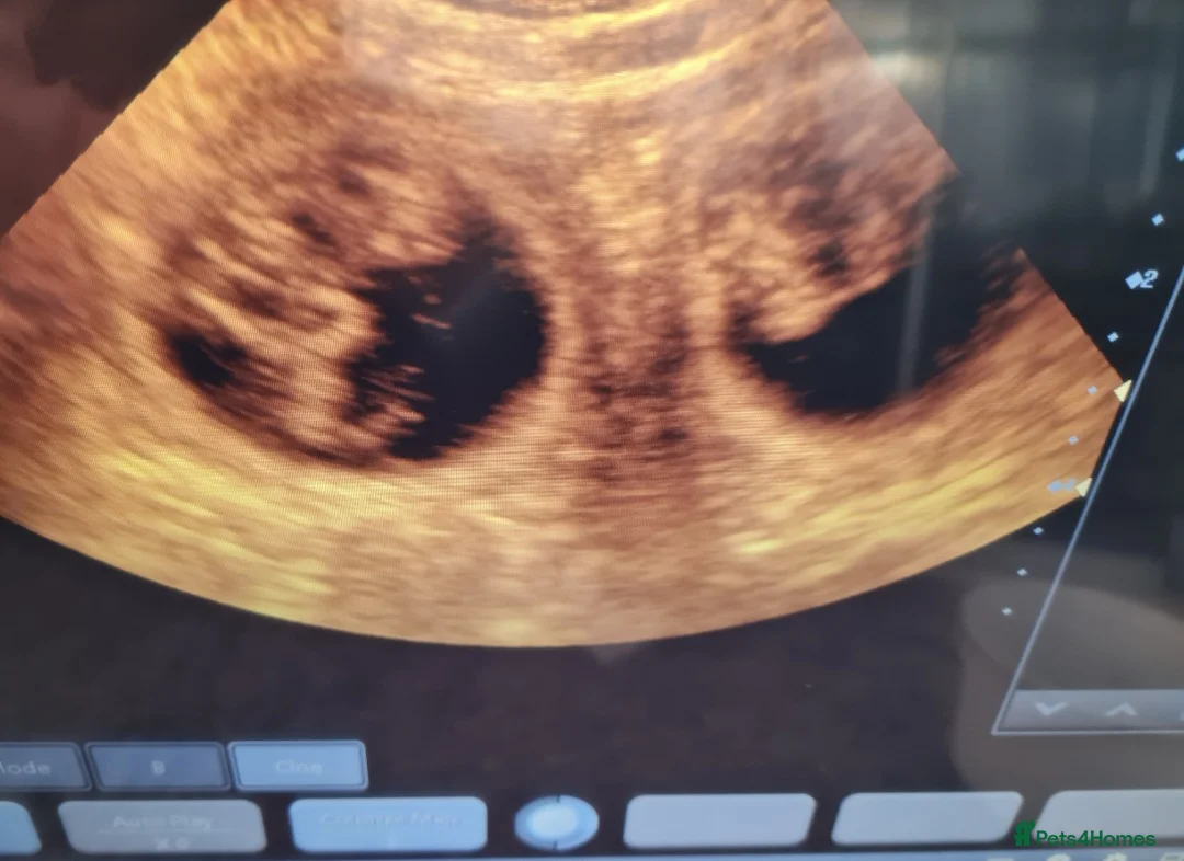 Miniature Dachshund dogs for stud: KC Dash PRA clear STUD DNA in pictures  in Ramsgate - Advert 9