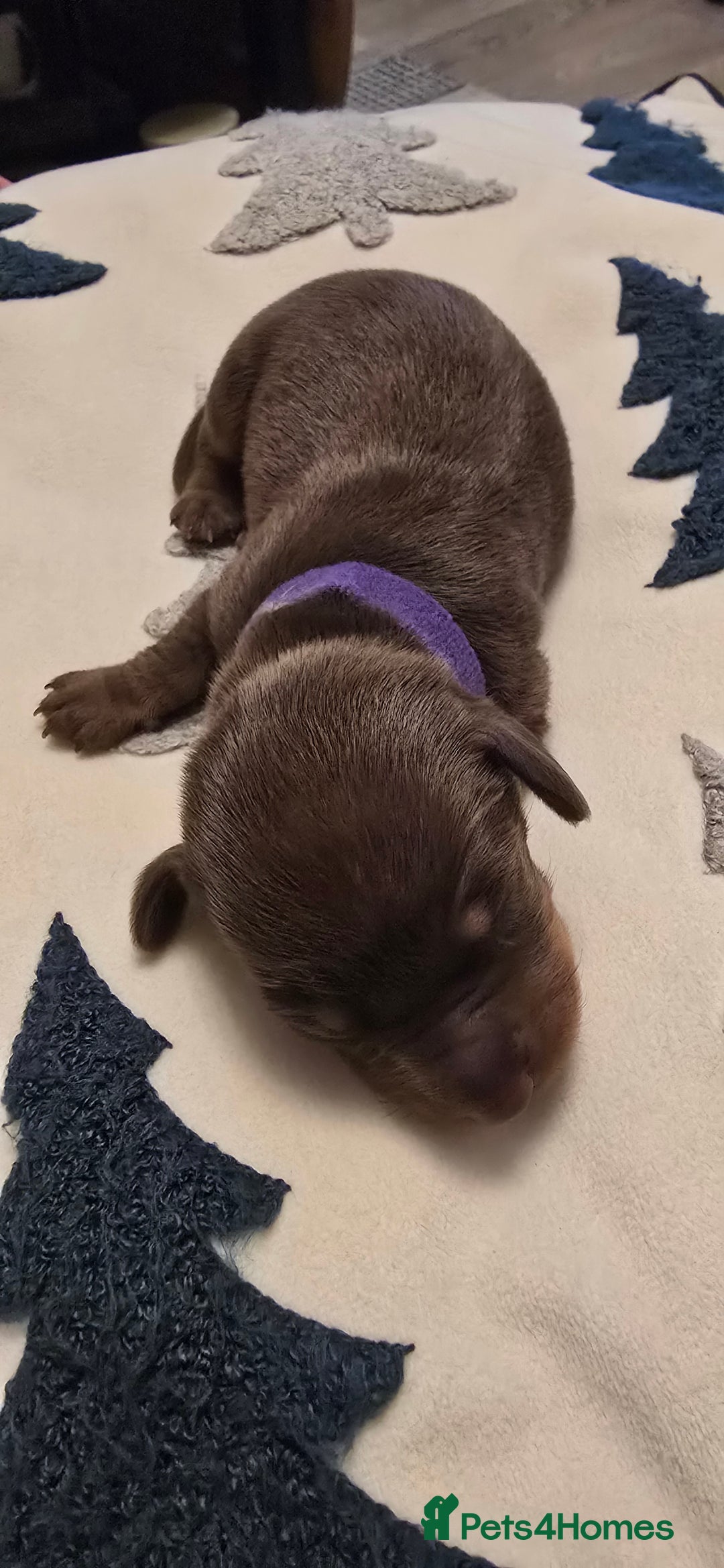 Miniature Dachshund dogs for sale: KC registered miniature Dachshund 🐶  - Advert 16