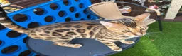 Bengal cats for sale: Bengal cats  in Slough - Advert 6