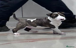 English Bull Terrier dogs for sale: Puppies Available  - Image 12