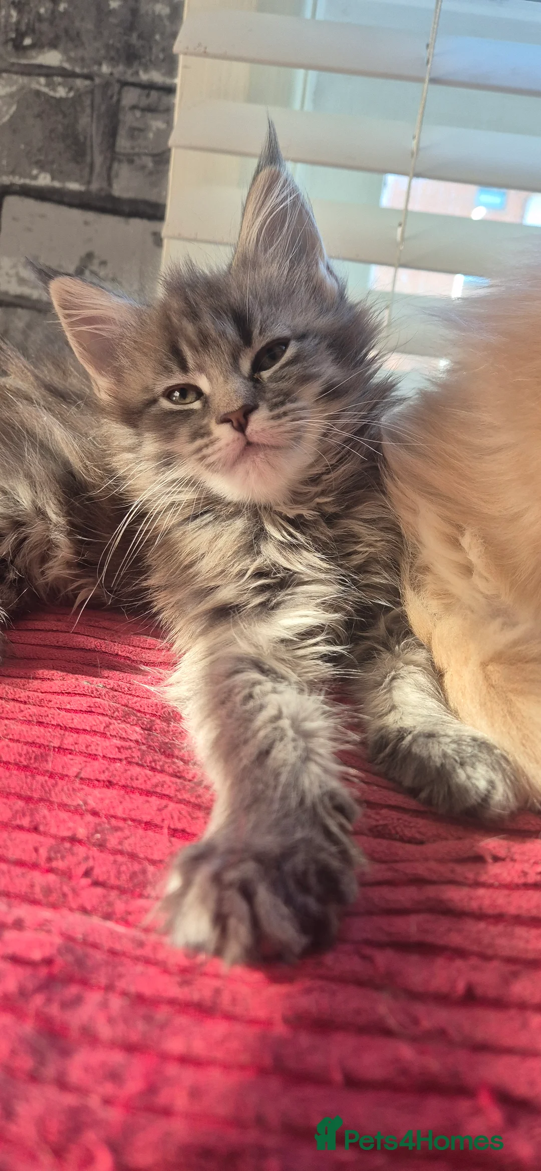 Maine Coon cats for sale: Maine Coon kittens  - Advert 13