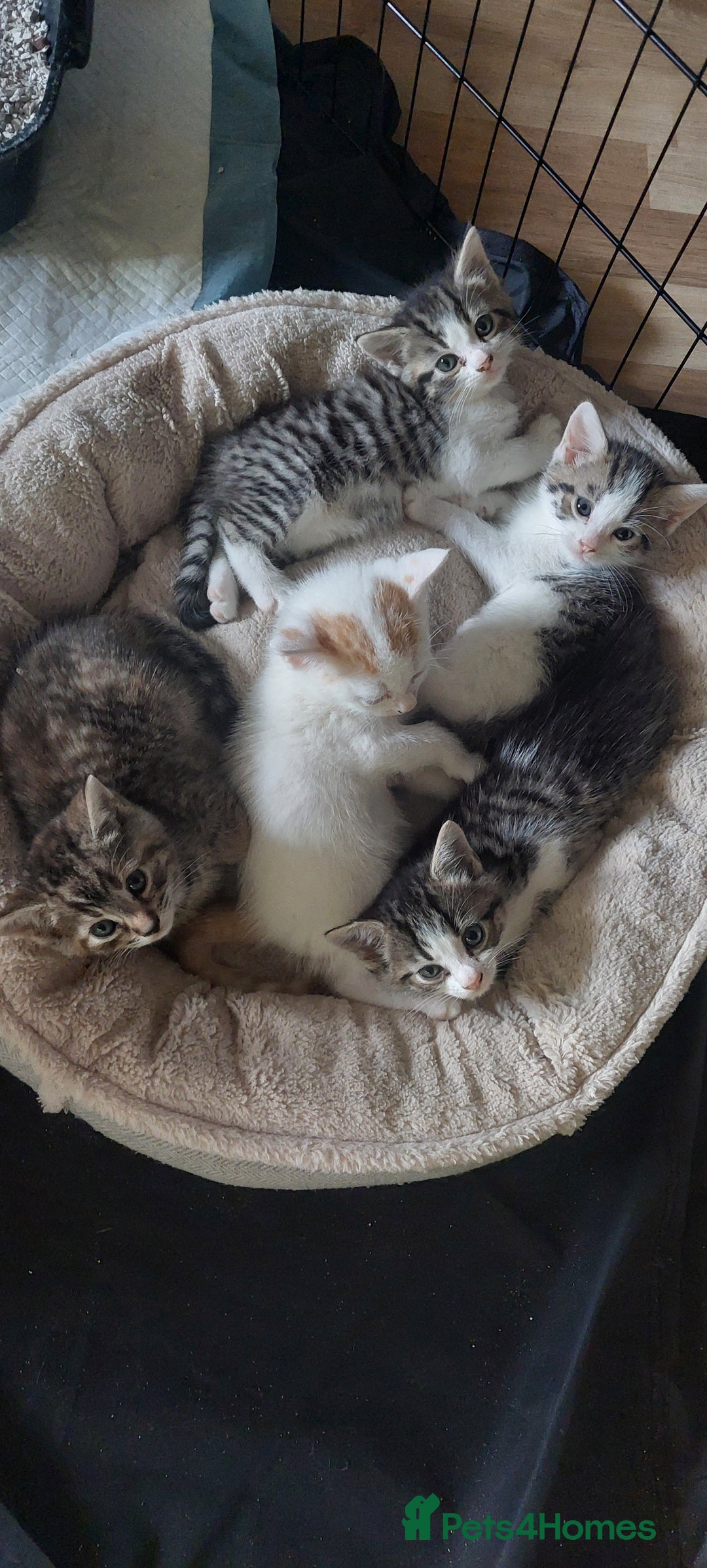 Mixed Breed cats for sale: 5 beautiful kittens female - Advert 8