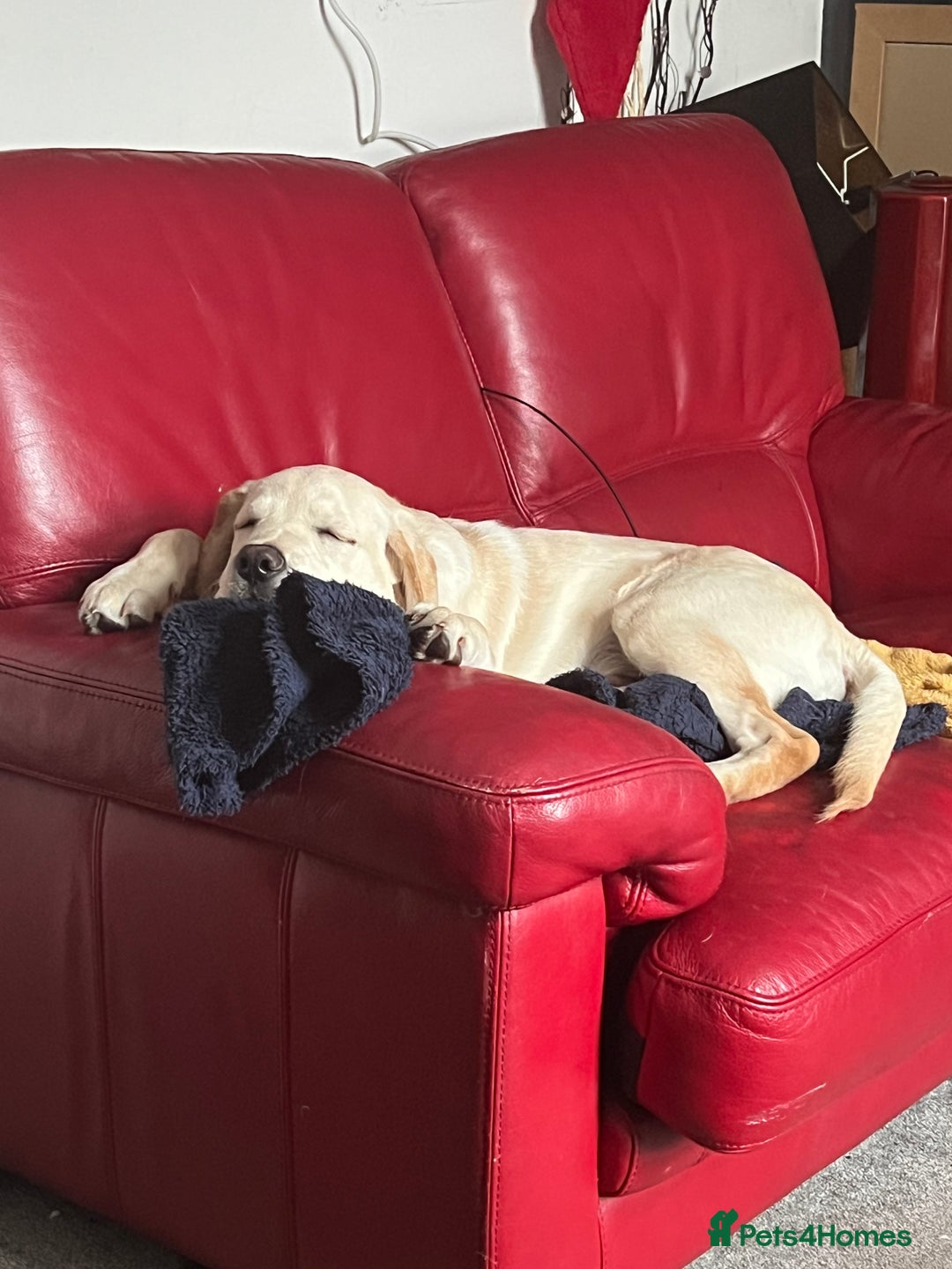 Labrador Retriever dogs for sale: Lucky - Image 5
