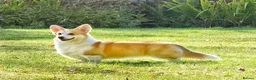 Welsh Corgi Pembroke dogs for sale: Champion Sired Corgi Pembroke puppies available  - Advert 27
