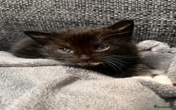 Domestic Shorthair cats for sale: Kittens - Image 6