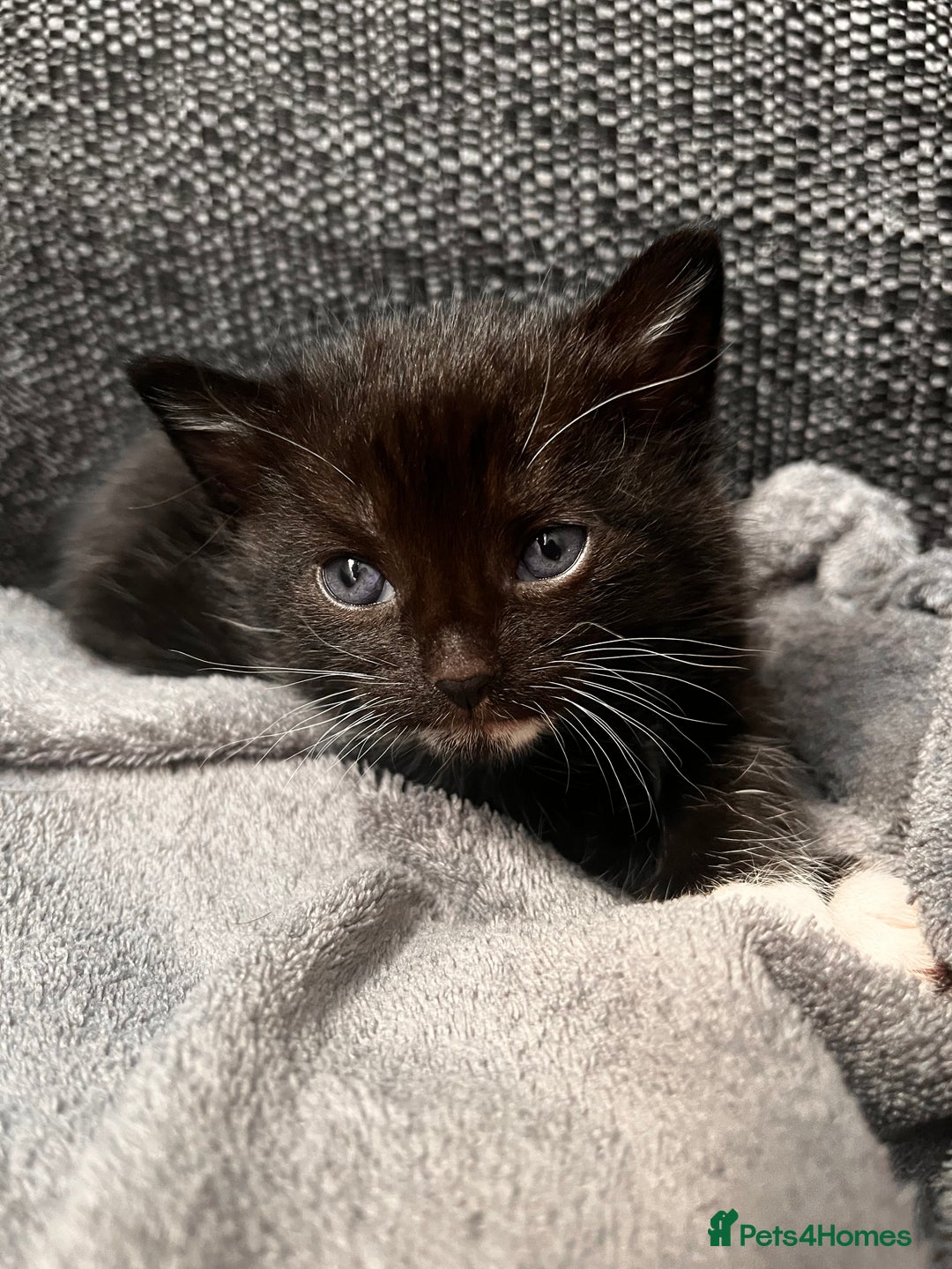 Domestic Shorthair cats for sale: Kittens - Image 6