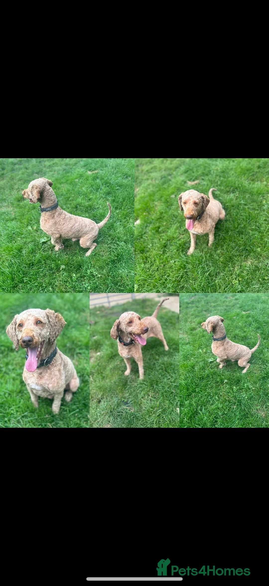 Miniature Poodle dogs for stud: Miniture poodle stud  in Marlborough - Advert 4