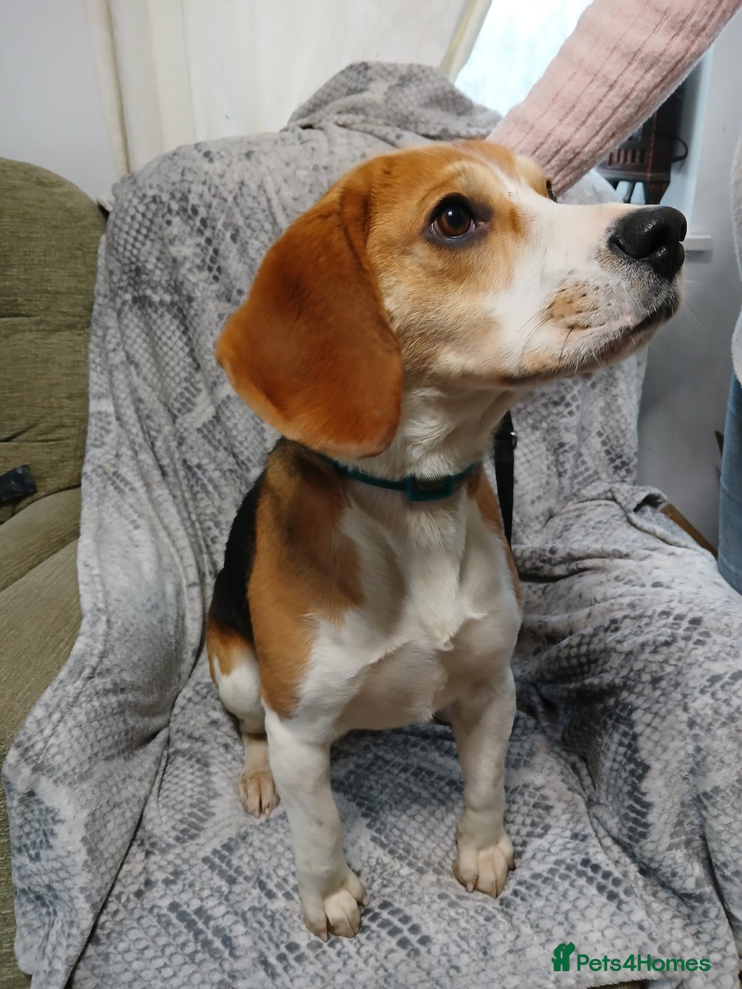 Beagle dogs for stud: BEAGLE STUD NOW AVAILABLE  in Saint Austell - Advert 4