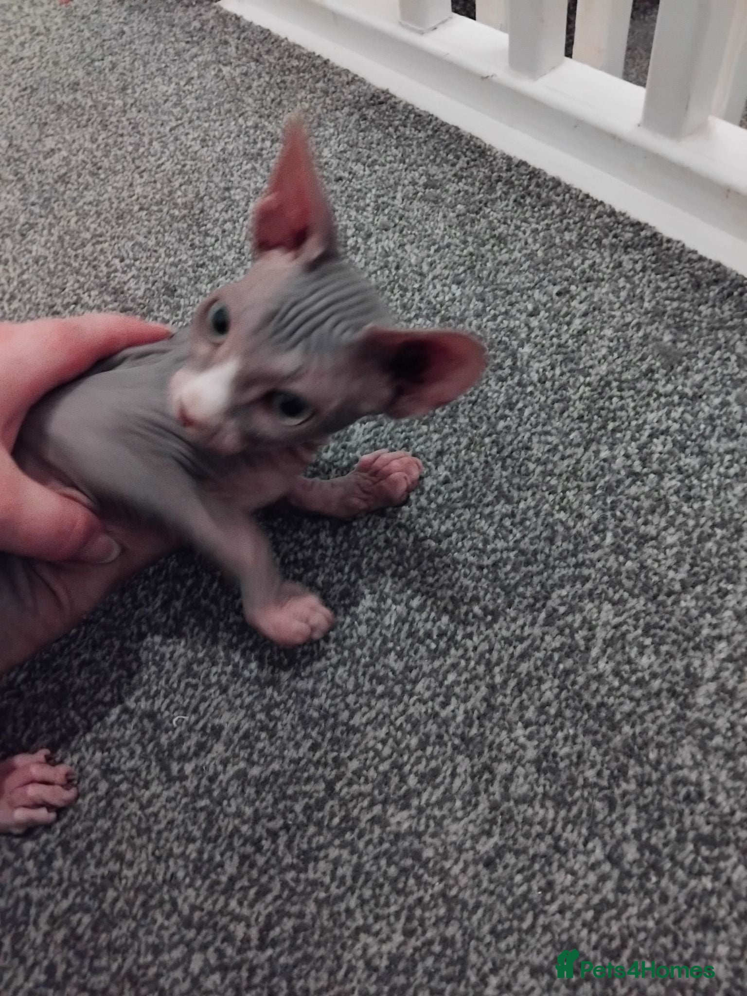 Sphynx cats Sphinx  - Advert 2