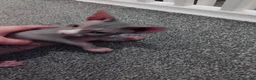 Sphynx cats for sale: Sphinx  - Advert 2