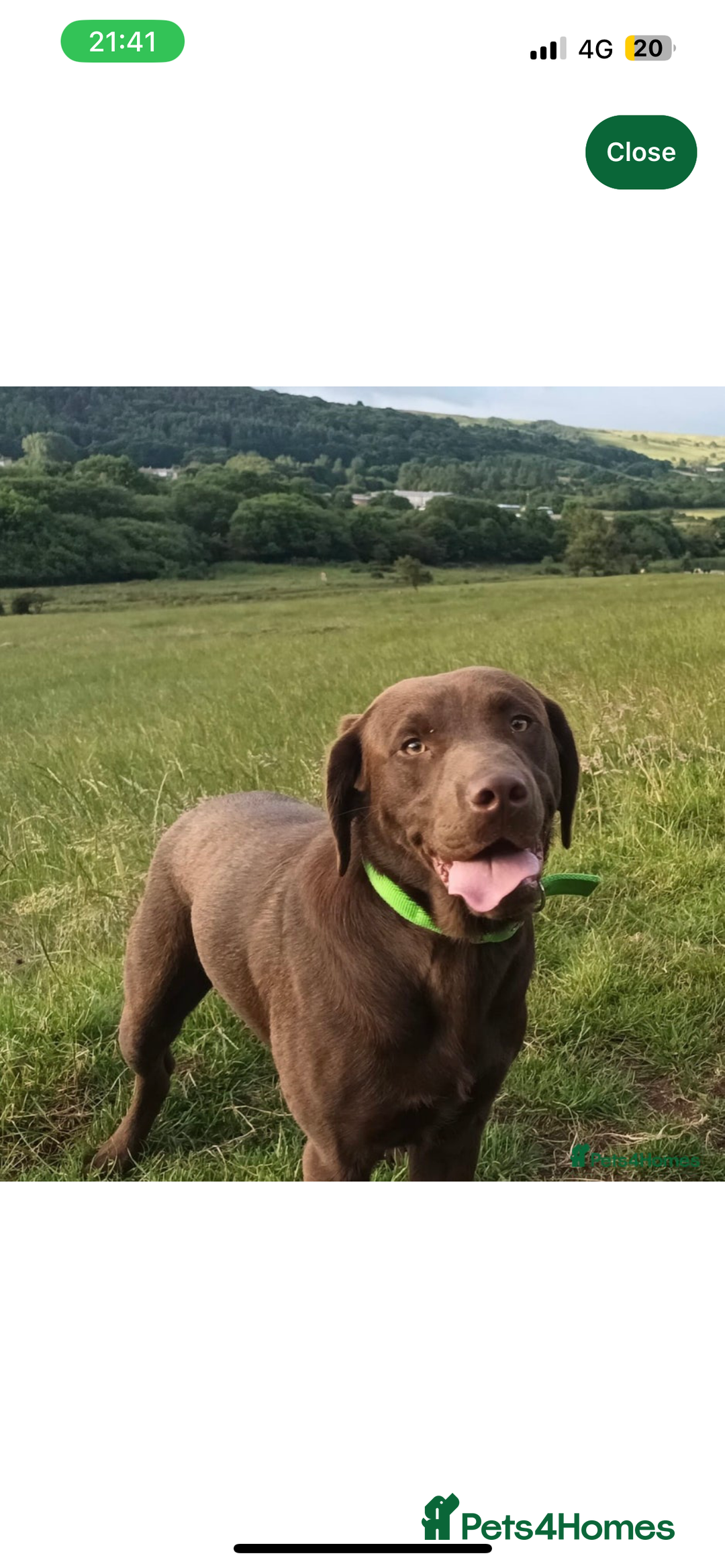 Labrador Retriever dogs for sale: KC RegisteredLabrador Puppies – Ready from 14/02 - Advert 16