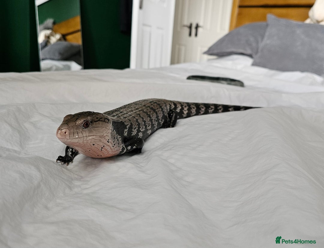 Skink reptiles for sale: Blue Tongued Skink-Male enclosure and cabnet setup - Advert 10