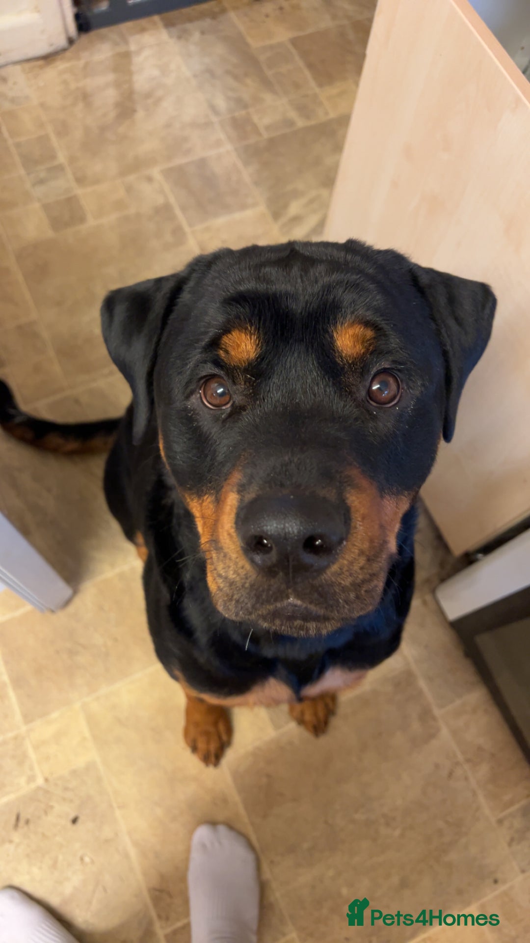 Rottweiler dogs for sale: Chop the Rottweiler  - Advert 4