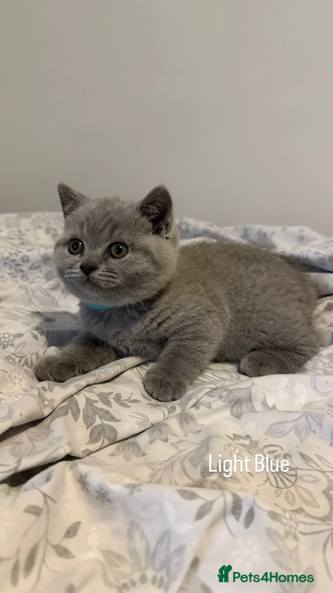 British Shorthair cats for sale:  British shorthair kittens  in Wakefield - Advert 2