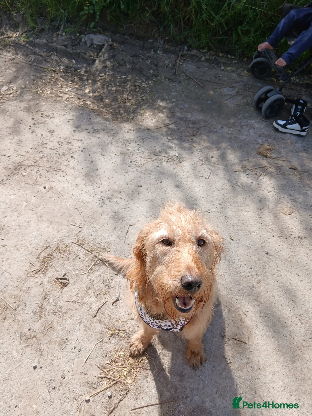 Mixed Breed dogs for sale: Puppy  in Banwell - Advert 1