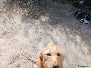 Mixed Breed dogs Puppy - Advert 1