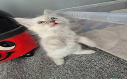 Ragdoll cats for sale: Ragdoll lynx girl, comes with all she needs🩷 - Image 3