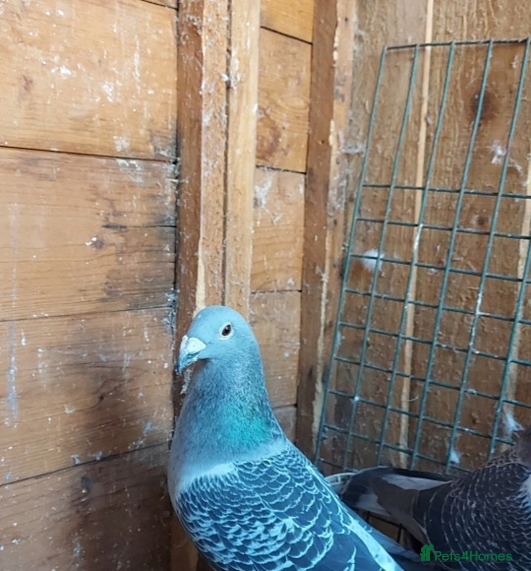 Pigeons birds for sale: Racing pigeon - Image 1