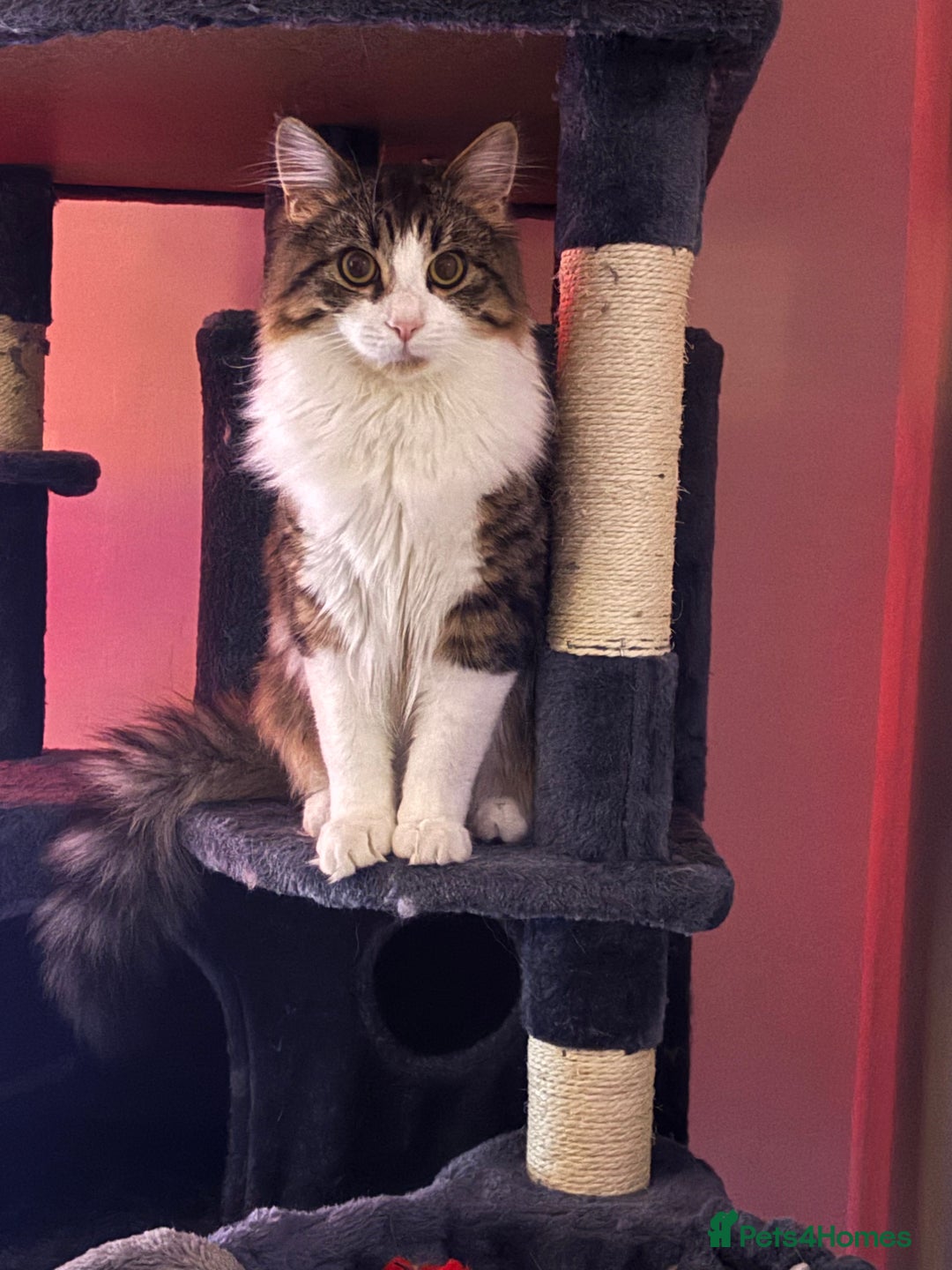 Mixed Breed cats for sale: Wolfie  - Advert 16