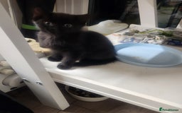 Mixed Breed cats for sale: 4 adorable kittens Grey x1 and Black x3 - Advert 3