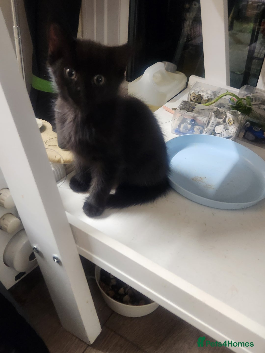 Mixed Breed cats for sale: 4 adorable kittens Grey x1 and Black x3 - Advert 3