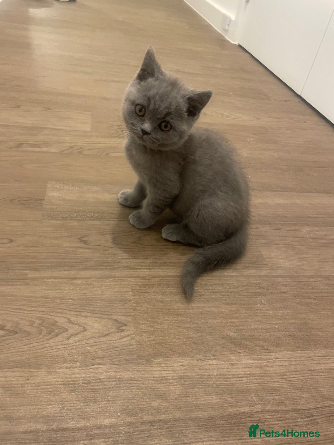 British Shorthair cats for sale:  British shorthair kittens Pedigree registered - Advert 16