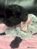 Cavapoo dogs - Advert 5