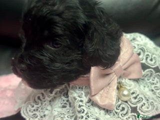 Cavapoo dogs - Advert 7