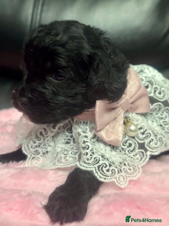 Cavapoo dogs - Advert 15