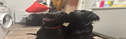 Flat coated Retriever dogs for sale: Flat coat retriever puppies for sale - Advert 19