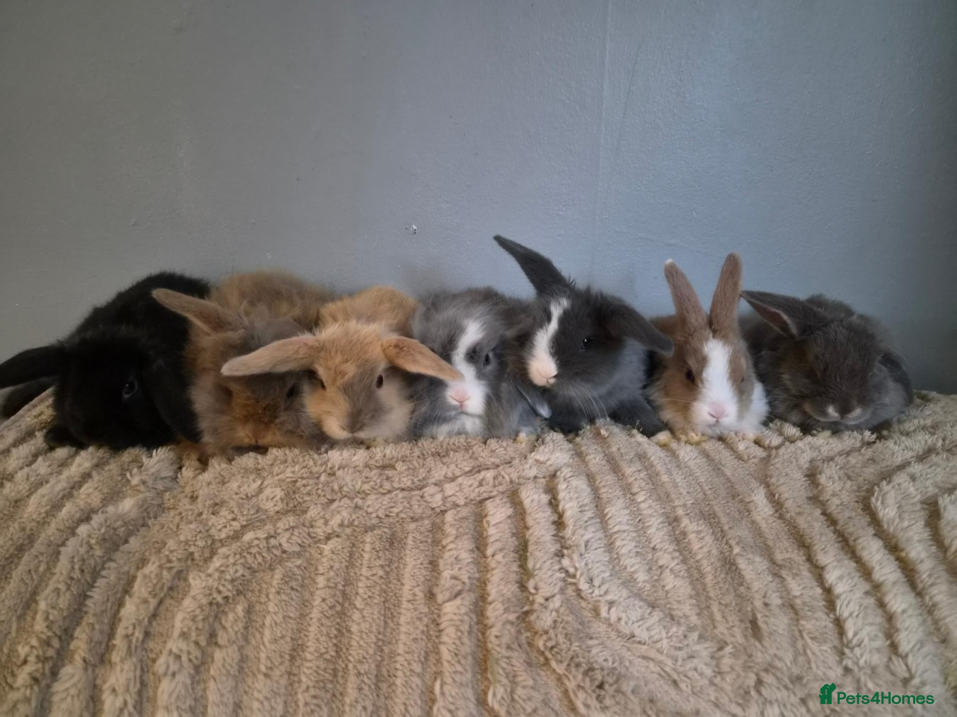 Mini Lion Lop rabbits Mini lion lops - Advert 1