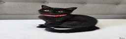 British Shorthair cats for sale: Beautiful British Shorthair Kittens for LovingHome - Advert 26