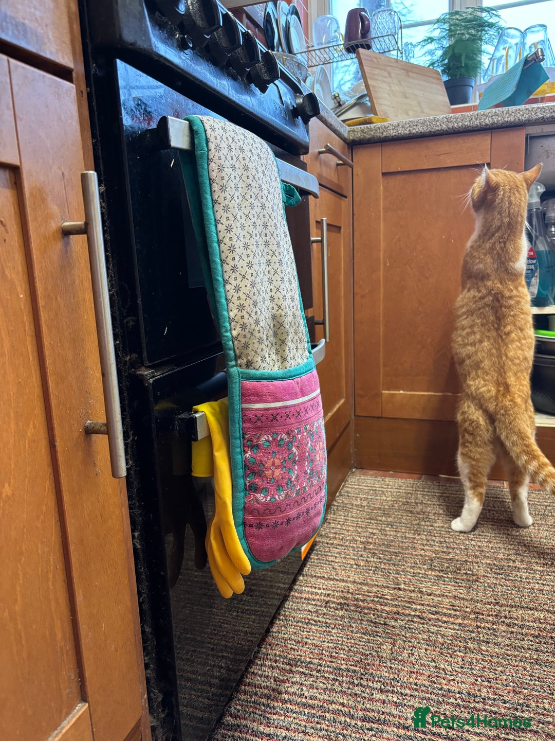 Mixed Breed cats for sale: For adoption  - Advert 1