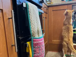 Mixed Breed cats For adoption - Advert 19