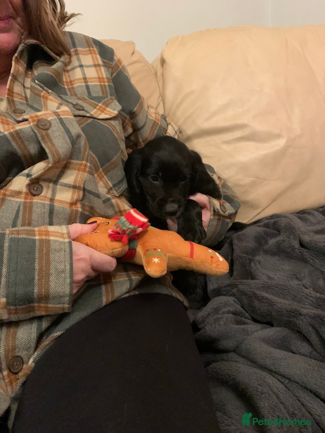 Cocker Spaniel dogs for sale: Spaniels for sale - Advert 2