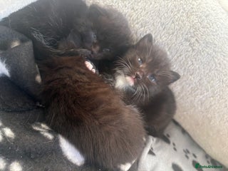 Mixed Breed cats Kittens for sale ❤️ - Advert 1