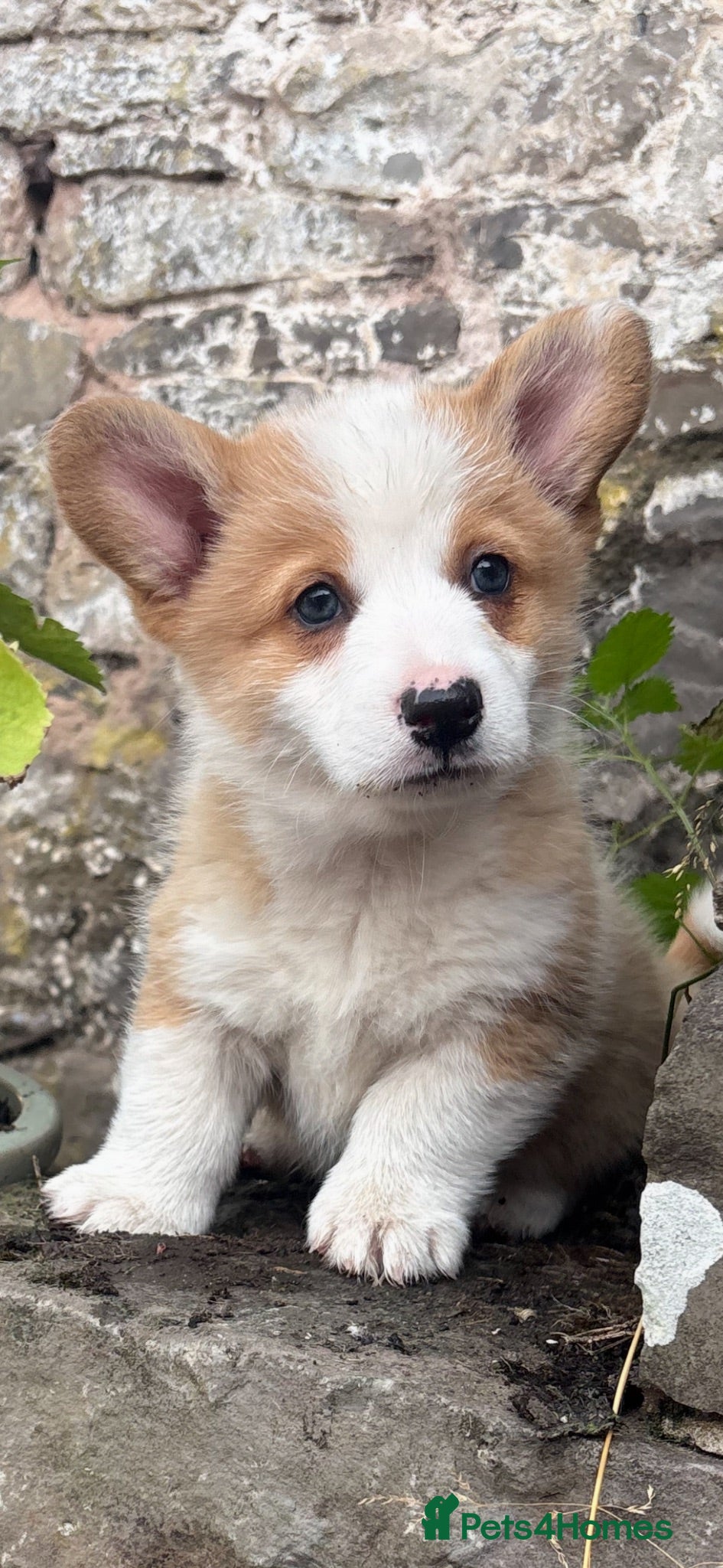 Welsh Corgi Pembroke dogs KC Pembrokeshire Corgi Puppies with Champion Lines - Advert 1