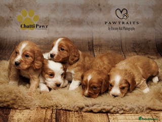 Cocker Spaniel dogs Stunning litter of working cocker spaniel pups - Advert 6