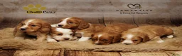 Cocker Spaniel dogs for sale:  cocker spaniels,  all reserved  - Advert 14
