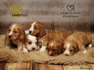 Cocker Spaniel dogs Stunning litter of working cocker spaniel pups - Advert 16