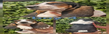 Basset Hound 4