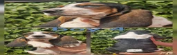 Basset Hound dogs for sale: KC REG Bassett Babies - Advert 6