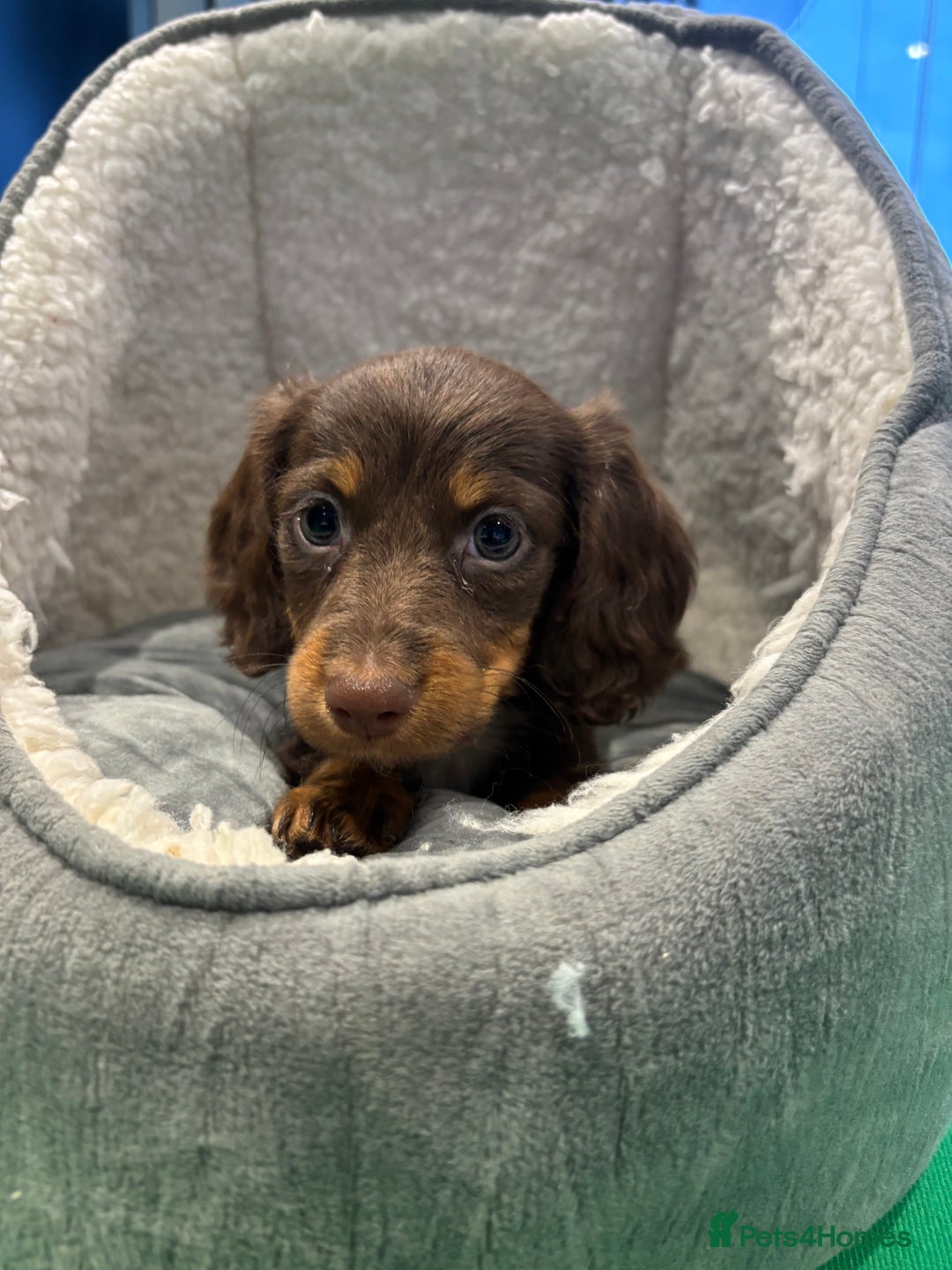 Miniature Dachshund dogs for sale: Minature Dachshund Puppies For Sale  - Image 11