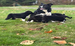 Border Collie dogs for sale: Border Collie puppies - Image 11