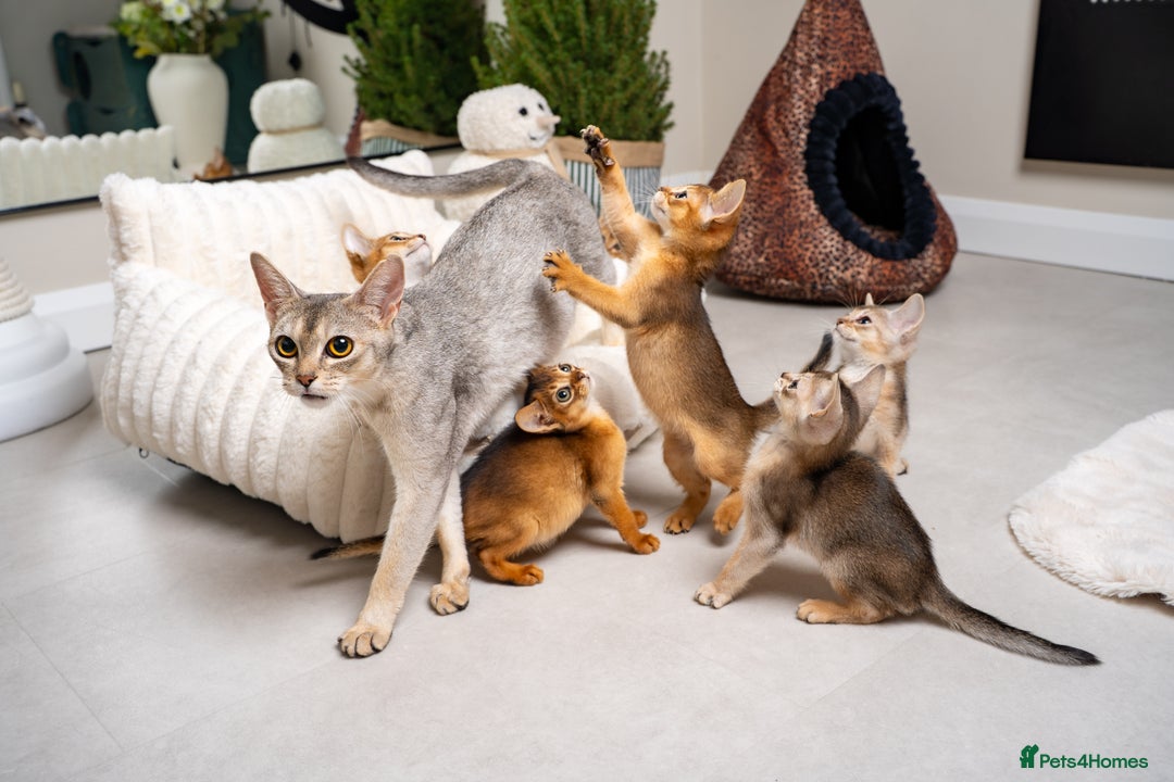 Abyssinian cats for sale: 6 Amazing Abyssinians, Extra Lovlely Personality - Advert 17
