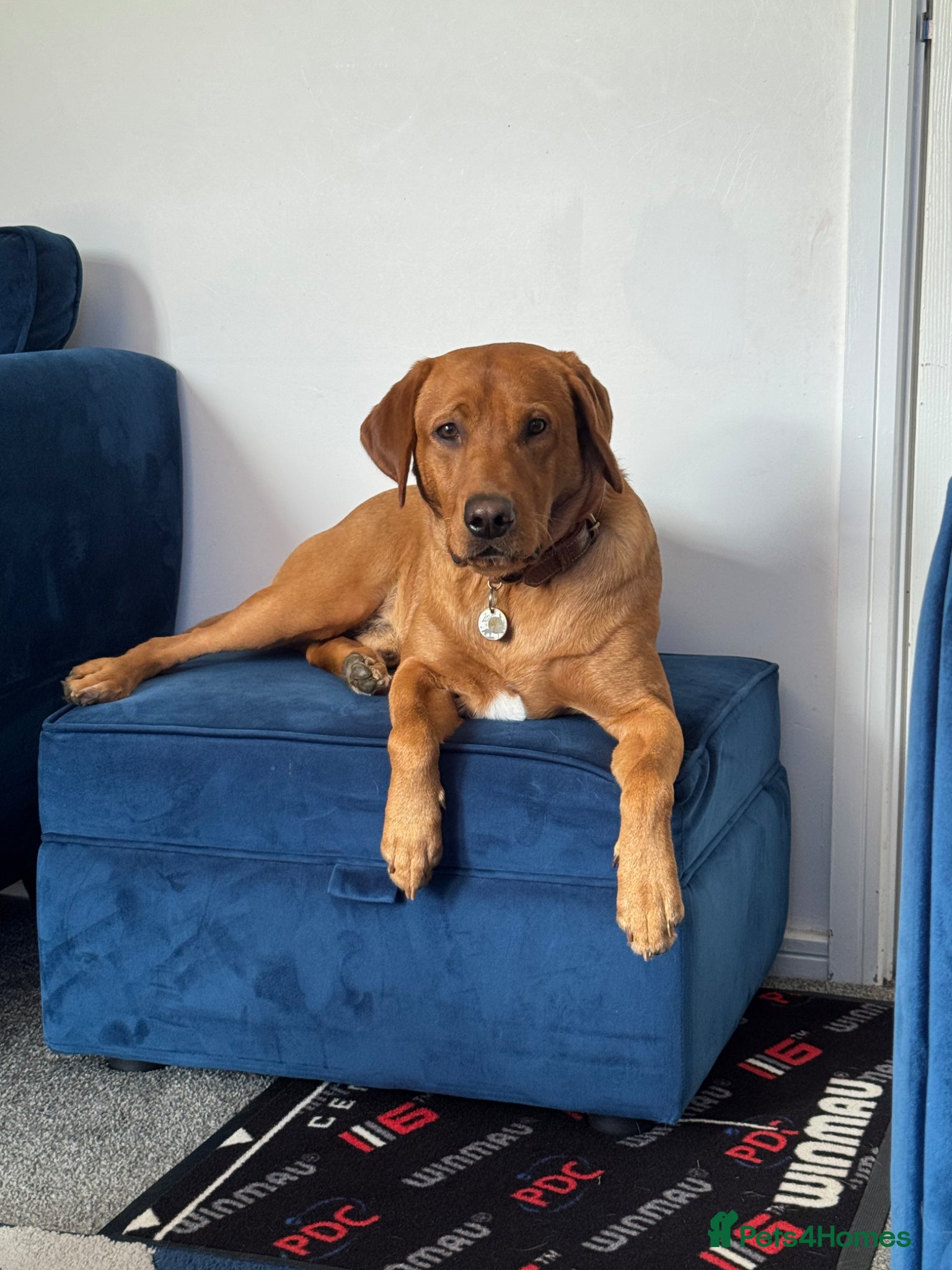 Labrador Retriever dogs 2 year old fox red lab - Advert 1