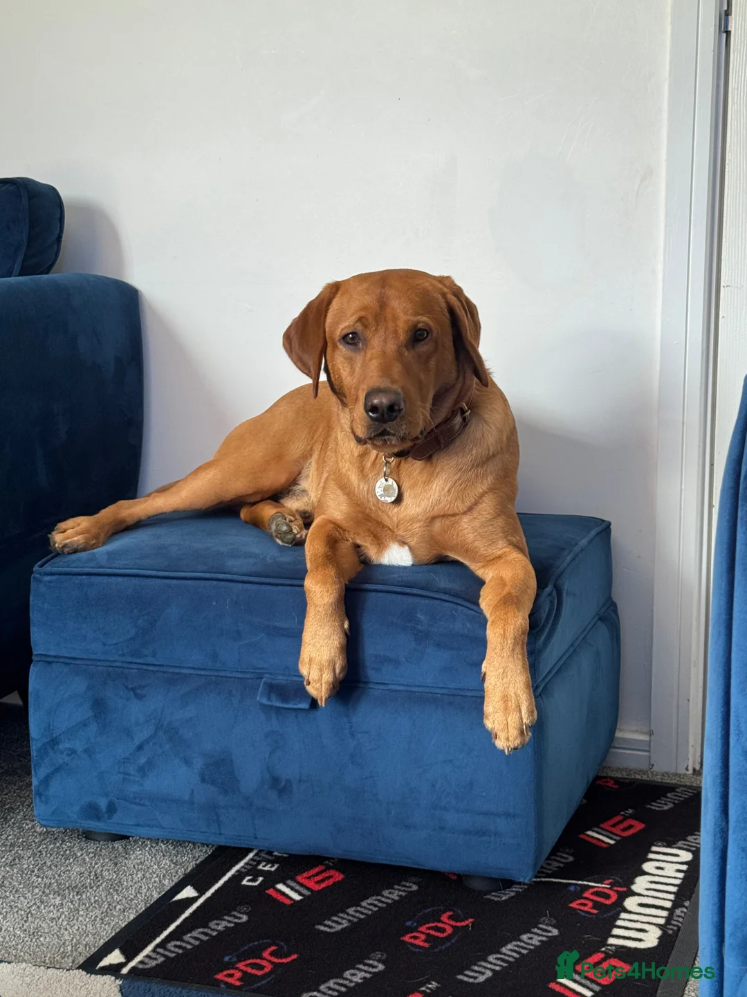 Labrador Retriever dogs for sale: 2 year old fox red lab - Advert 1