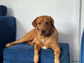 Labrador Retriever dogs 2 year old fox red lab - Advert 3
